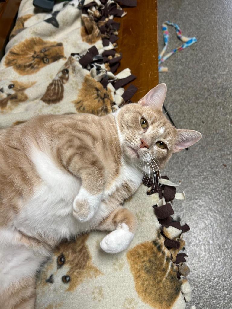 Enlarge Murphy, a Adoptable mixed breed in Spooner, WI image 2/6