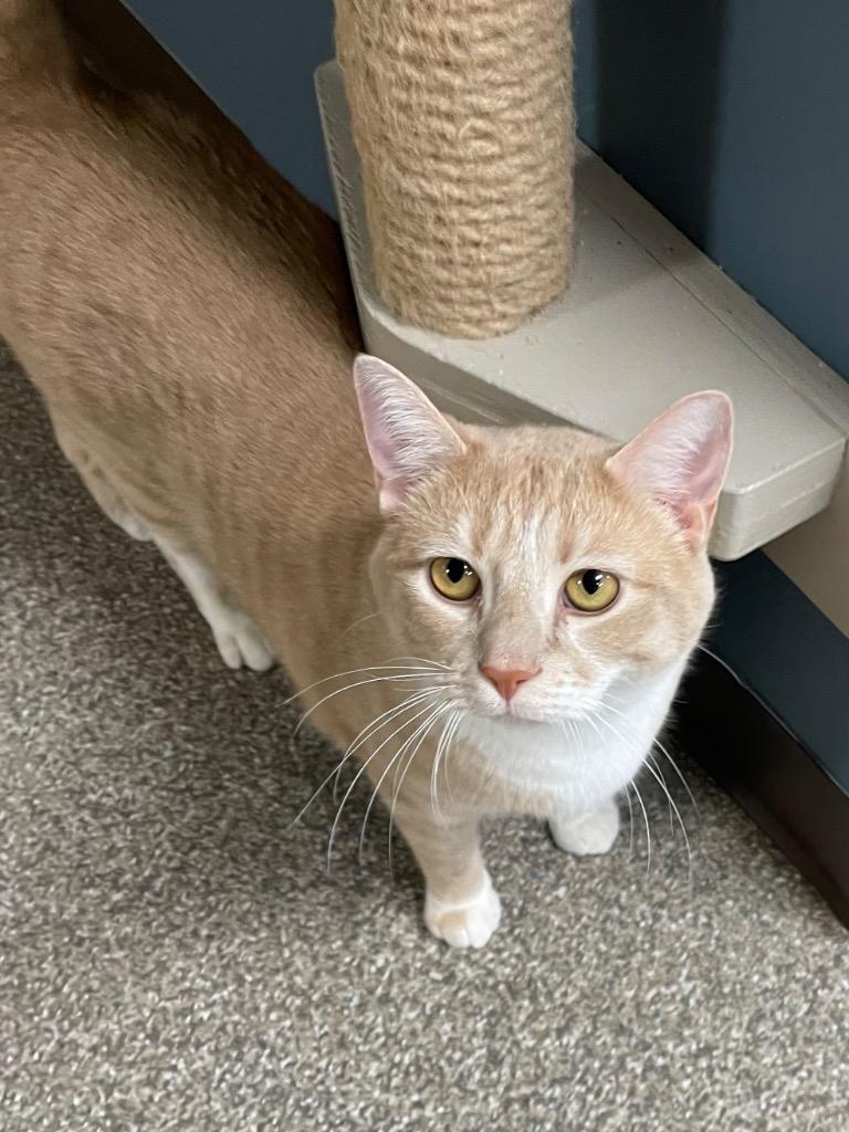 Murphy, Adoptable, Young Male Domestic Short Hair.