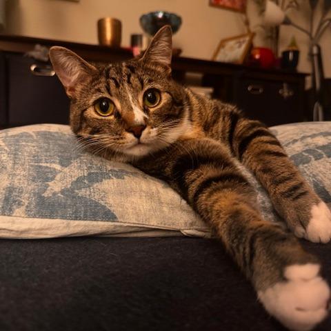 T&K: Kipp, Adoptable, Young Male Domestic Short Hair.
