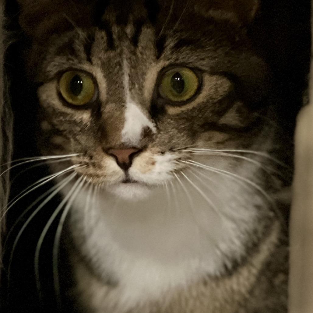 T&K: Kipp, a Adoptable Domestic Short Hair in Falls Church, VA image 2/6
