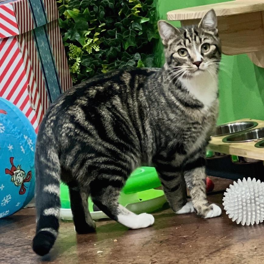Enlarge T&K: Kipp, a Adoptable Domestic Short Hair in Falls Church, VA image 2/6