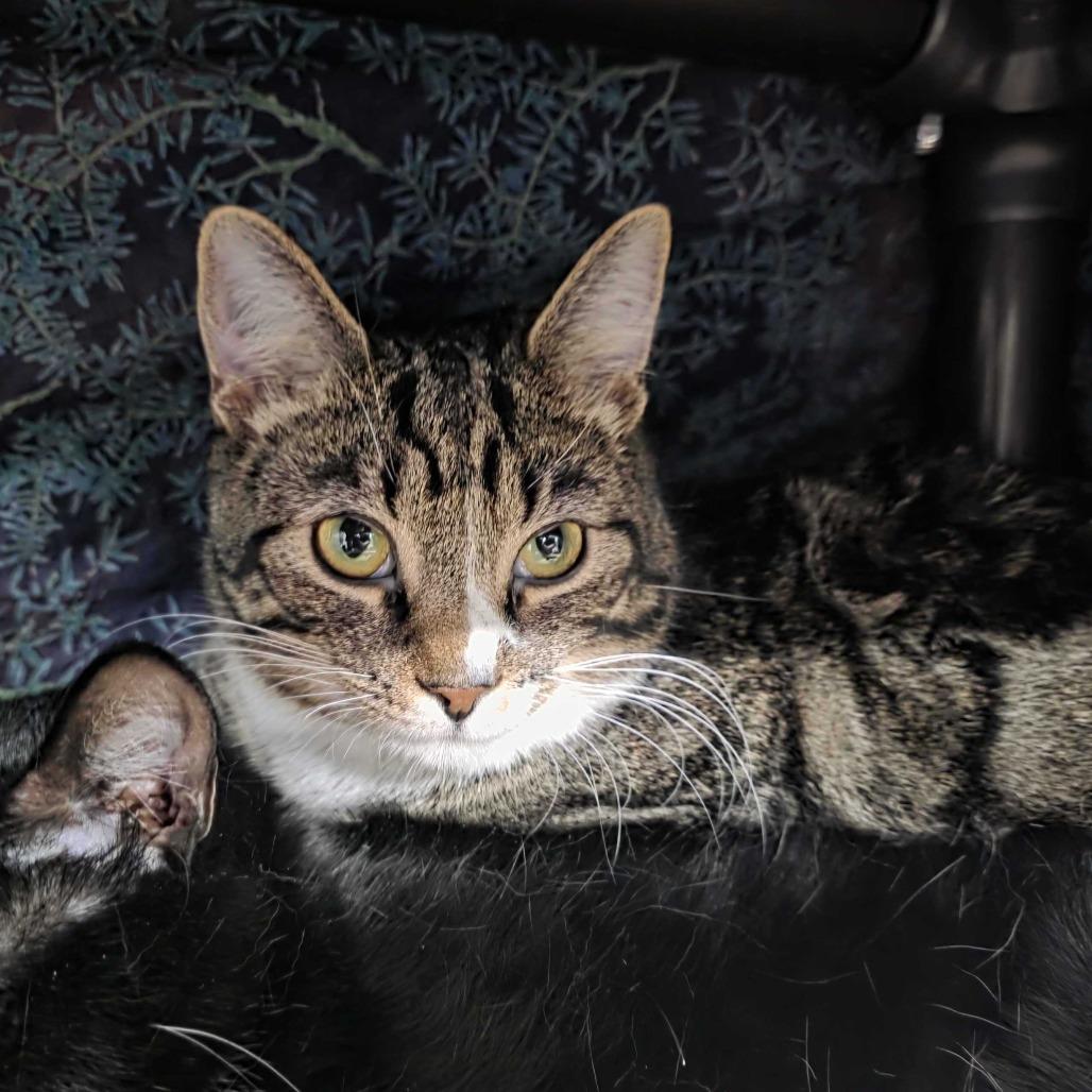 T&K: Kipp, a Adoptable Domestic Short Hair in Falls Church, VA image 3/6