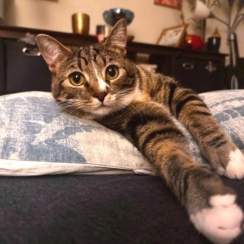 Enlarge T&K: Kipp, a Adoptable Domestic Short Hair in Falls Church, VA image 3/6