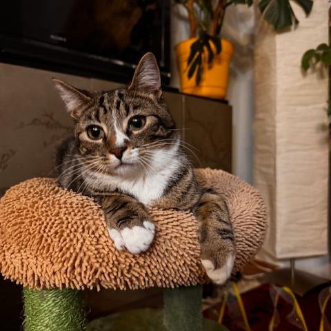 T&K: Kipp, a Adoptable Domestic Short Hair in Falls Church, VA image 4/6