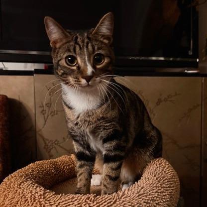 Enlarge T&K: Kipp, a Adoptable Domestic Short Hair in Falls Church, VA image 4/6