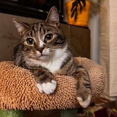 Enlarge T&K: Kipp, a Adoptable Domestic Short Hair in Falls Church, VA image 5/6
