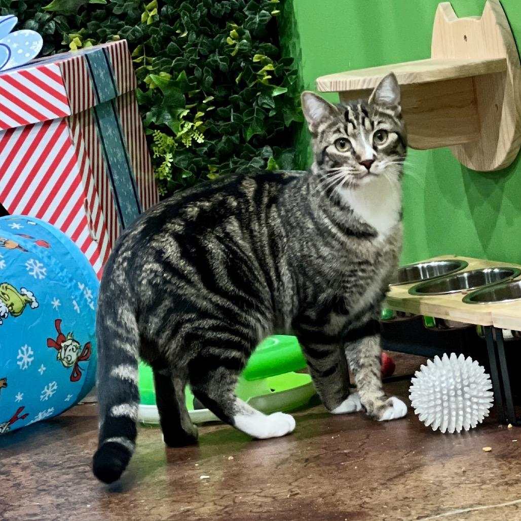 T&K: Kipp, a Adoptable Domestic Short Hair in Falls Church, VA image 5/6