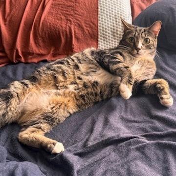 Enlarge T&K: Kipp, a Adoptable Domestic Short Hair in Falls Church, VA image 6/6