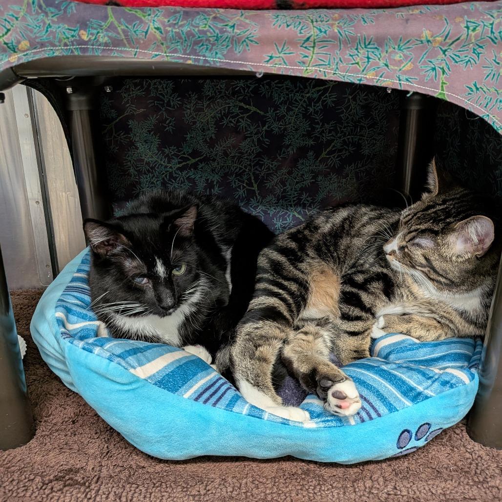 T&K: Kipp, a Adoptable Domestic Short Hair in Falls Church, VA image 6/6