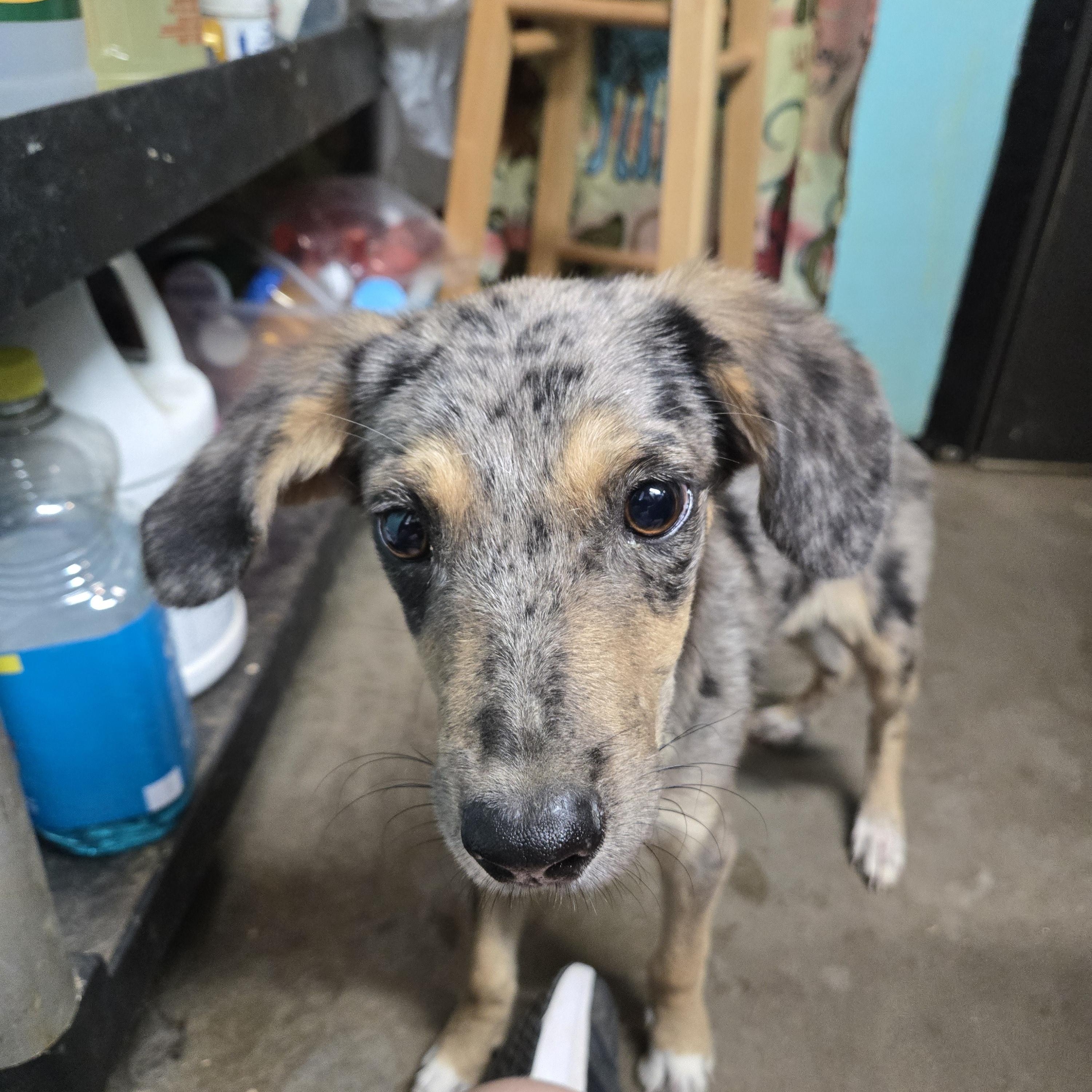 Registration, adopted, Young Male Mixed Breed.