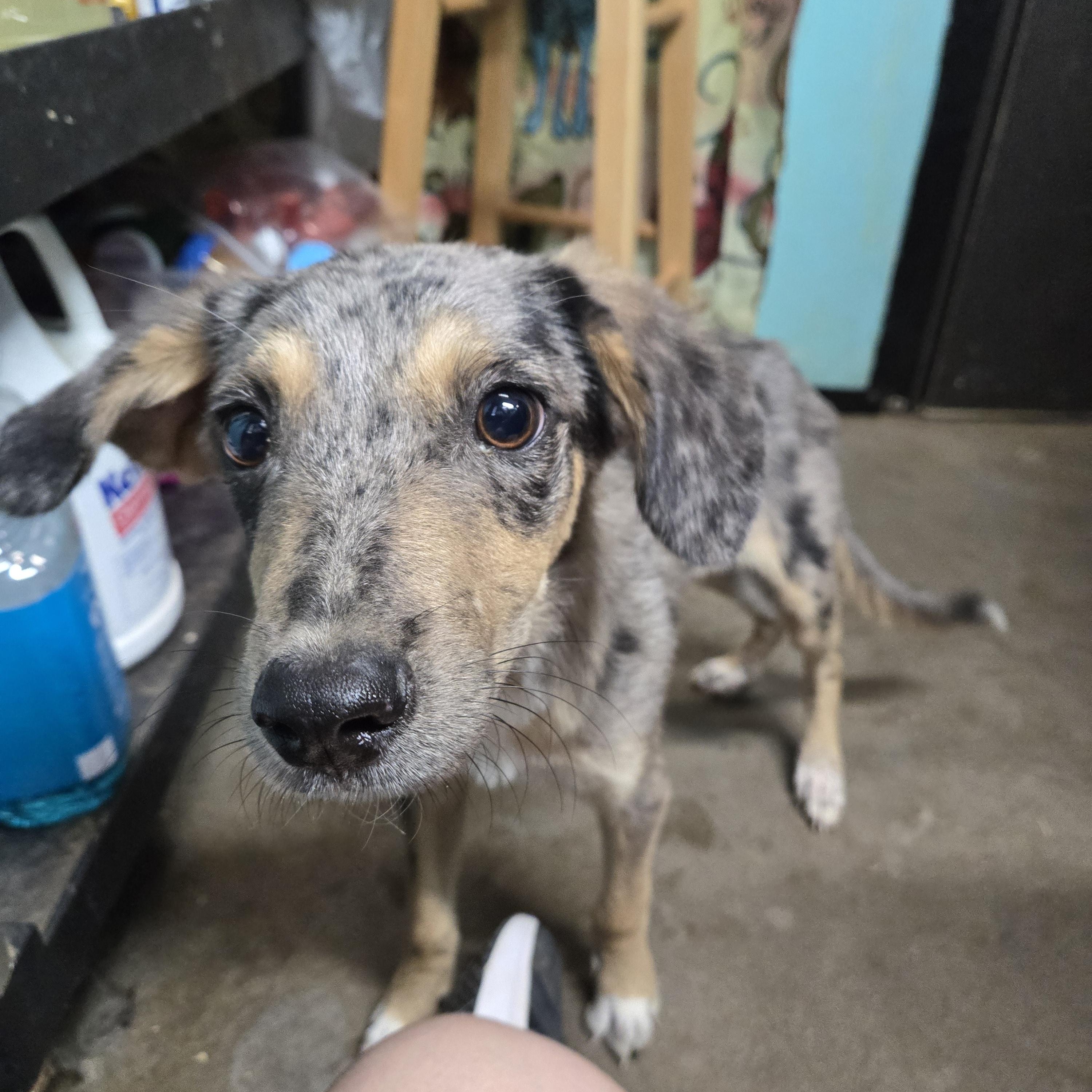 Registration, an adopted mixed breed in Graham, TX image 2/2