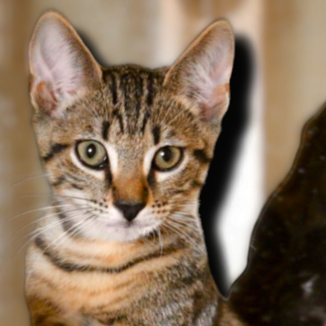 Stanford, Adopted, Kitten Male Domestic Short Hair.