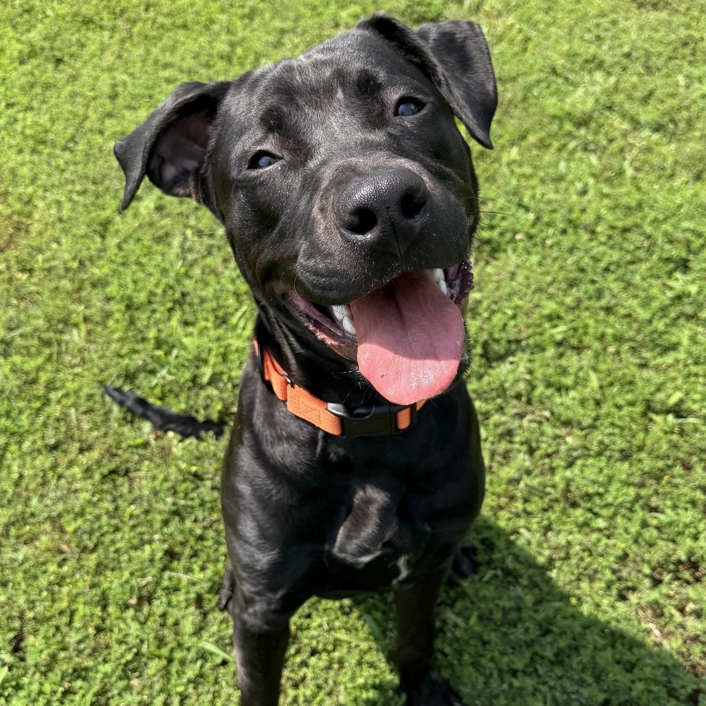 Enlarge Toro (ID 52641), an adopted Labrador Retriever in Manassas, VA image 1/1