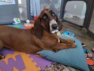 Bubbles, Adopted, Adult Female Basset Hound.
