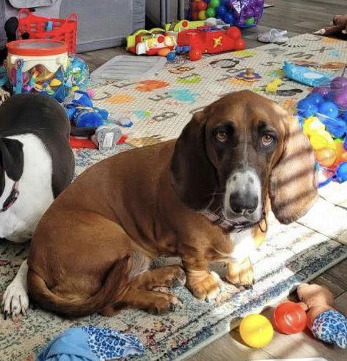 Enlarge Bubbles, a Adopted Basset Hound in Grapevine, TX image 2/3