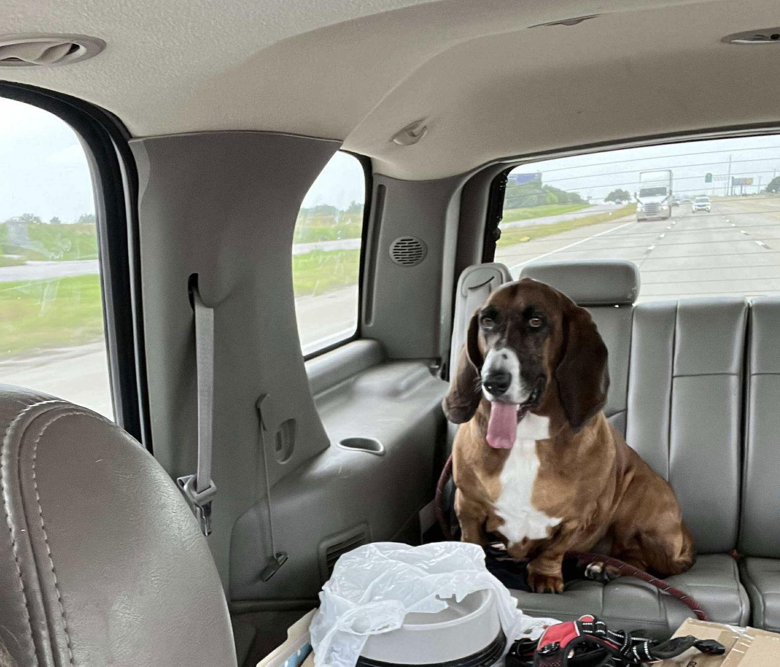 Enlarge Bubbles, a Adopted Basset Hound in Grapevine, TX image 3/3