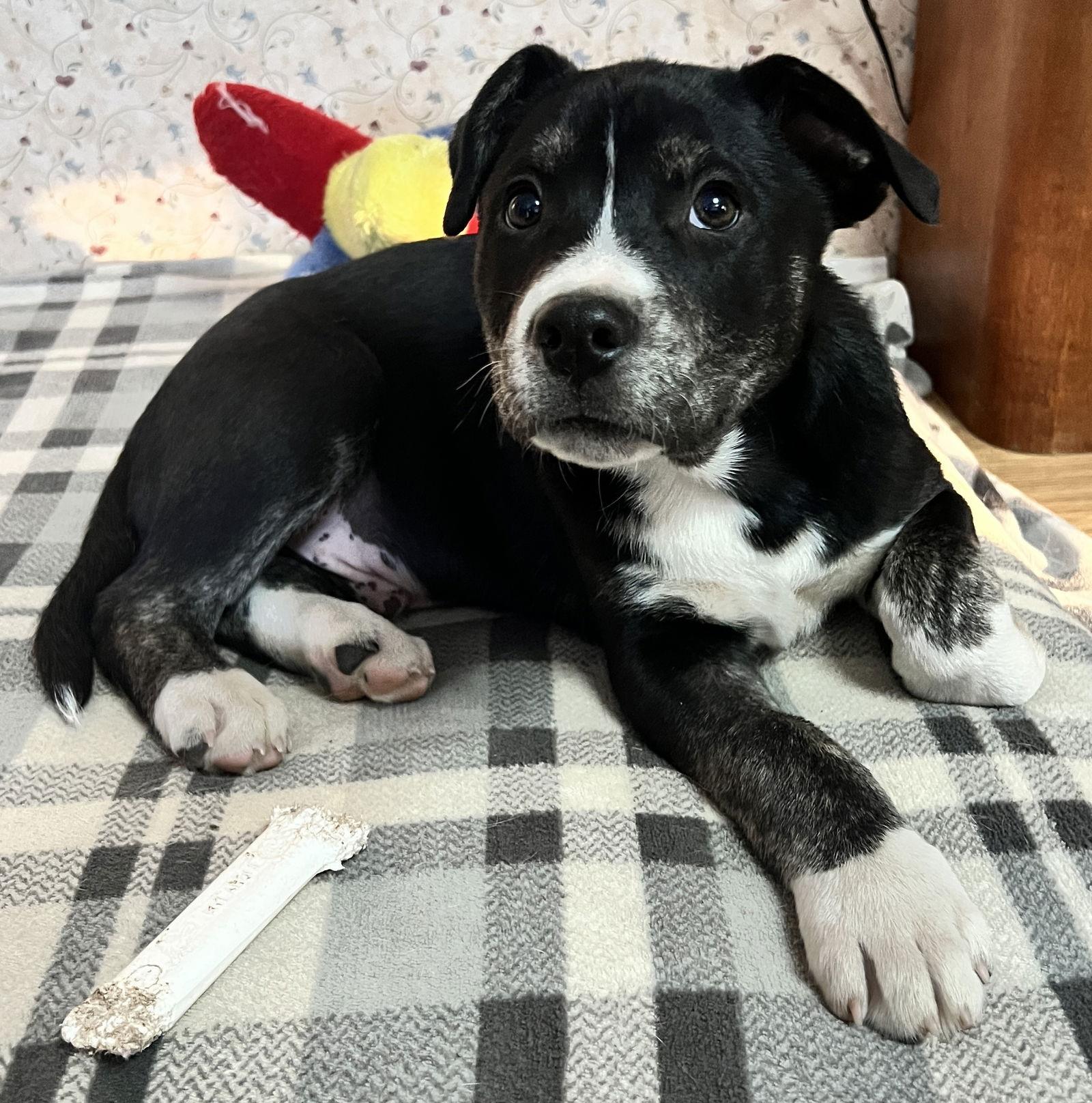 Darren, a Adopted mixed breed in Nashville, TN image 1/3