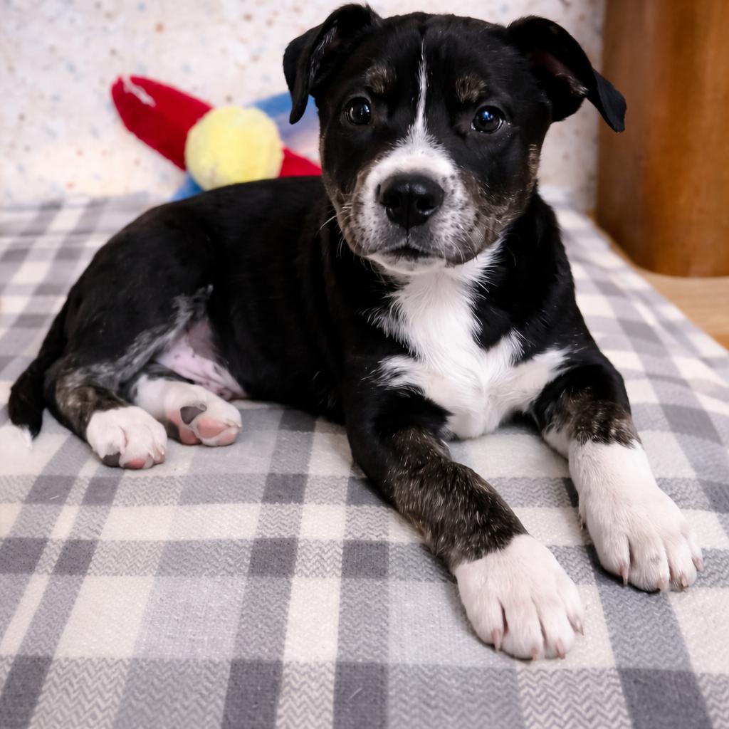 Darren, a Adopted mixed breed in Nashville, TN image 2/3