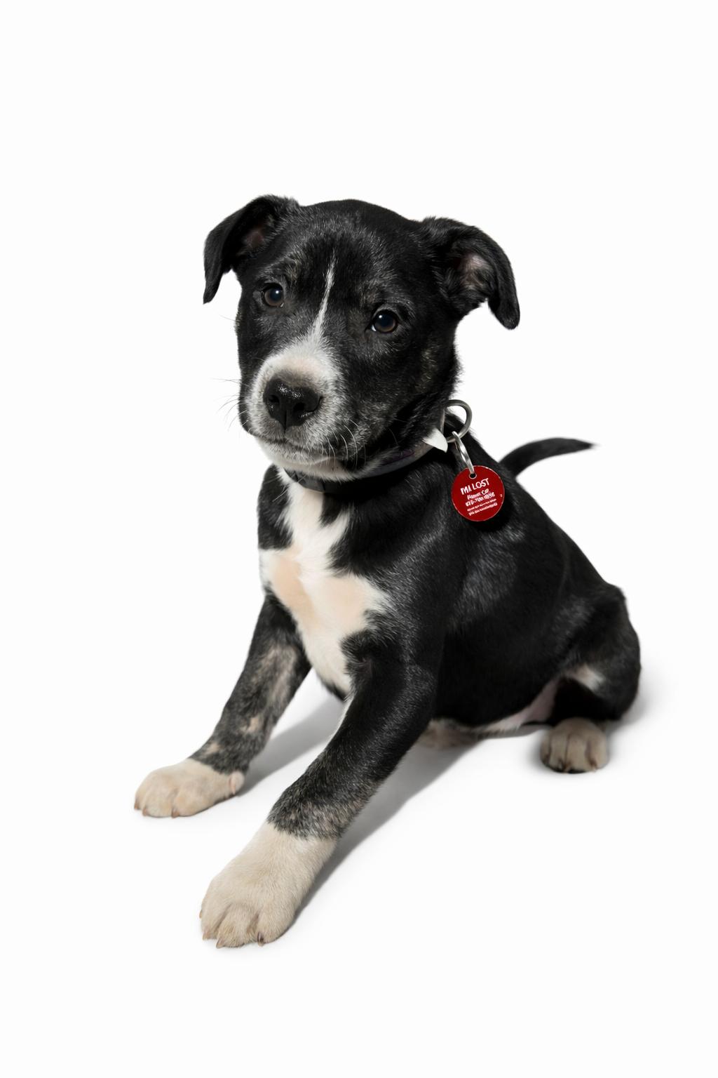 Darren, a Adopted mixed breed in Nashville, TN image 3/3