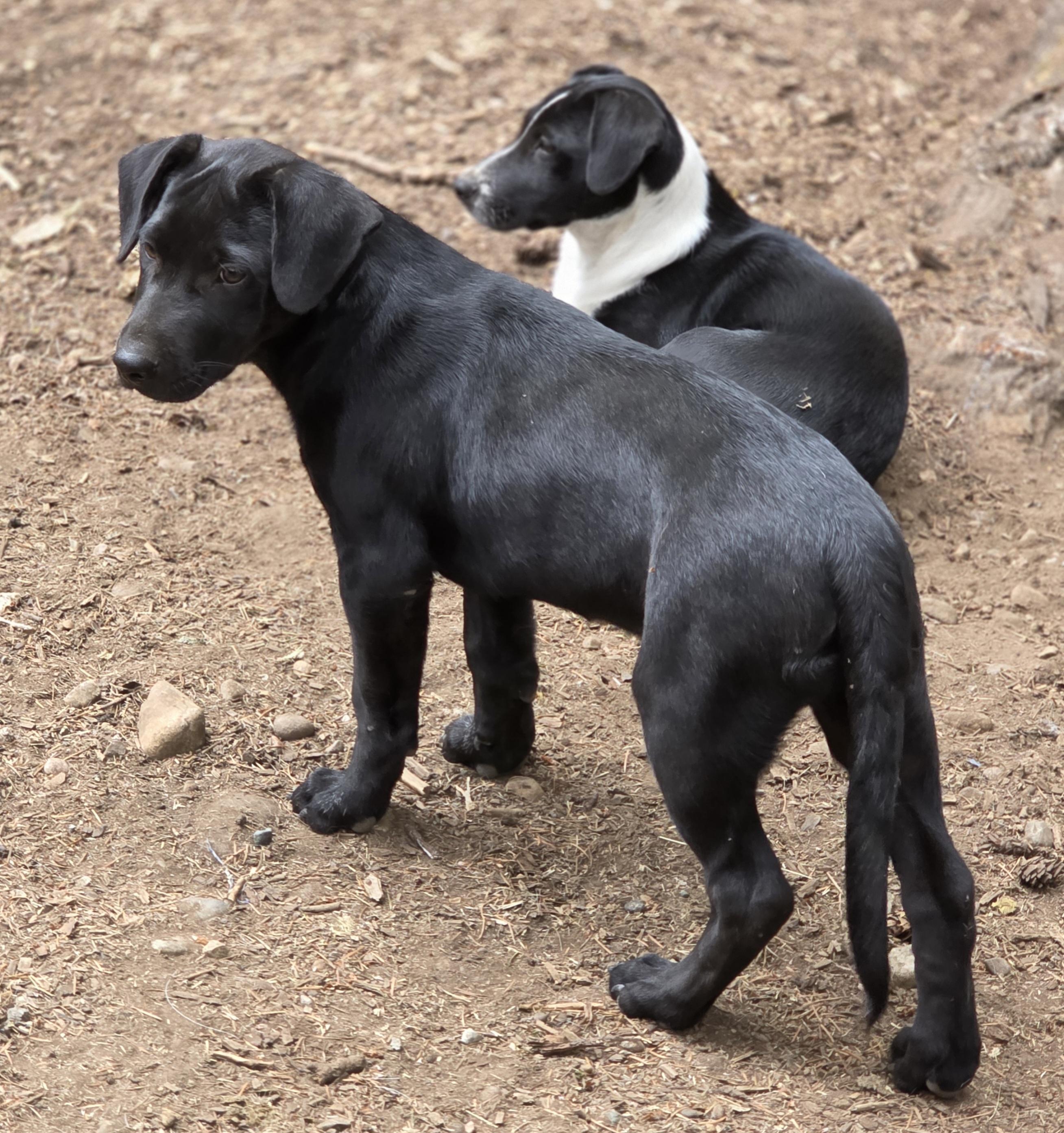 Ozzy, a Adopted mixed breed in AUBURN, WA image 3/4