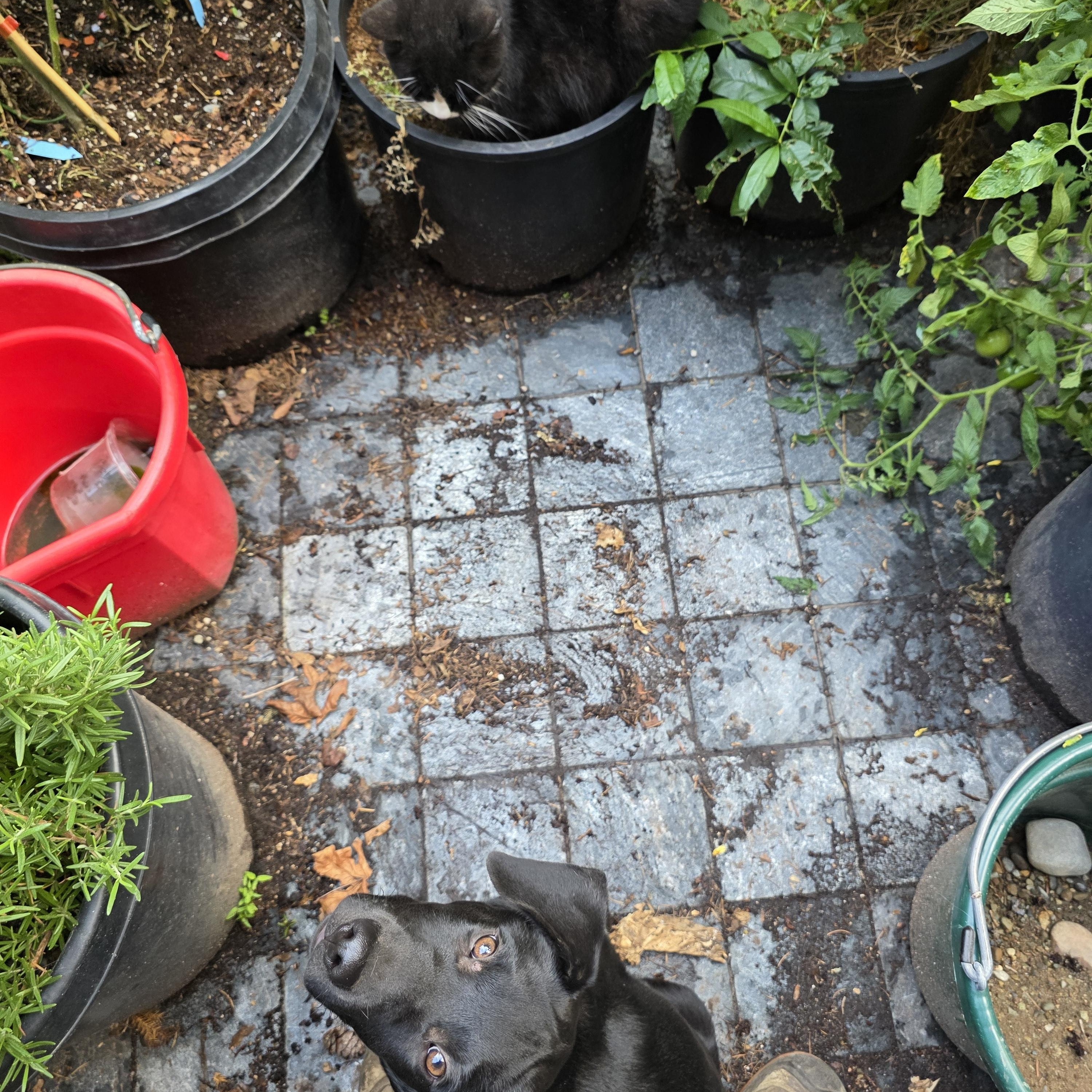 Ozzy, a Adopted mixed breed in AUBURN, WA image 4/4