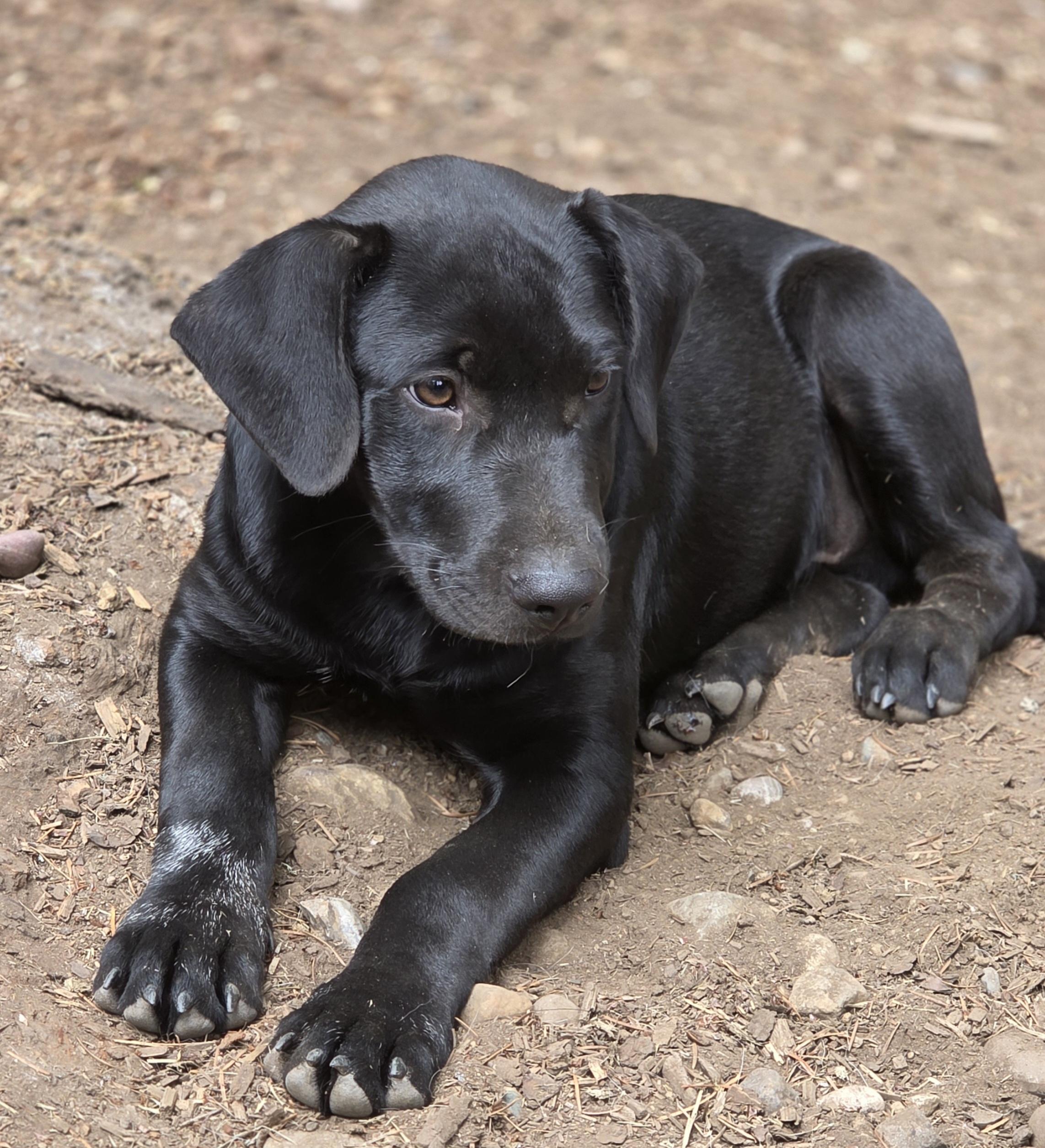 Ozzy, a Adopted mixed breed in AUBURN, WA image 1/4