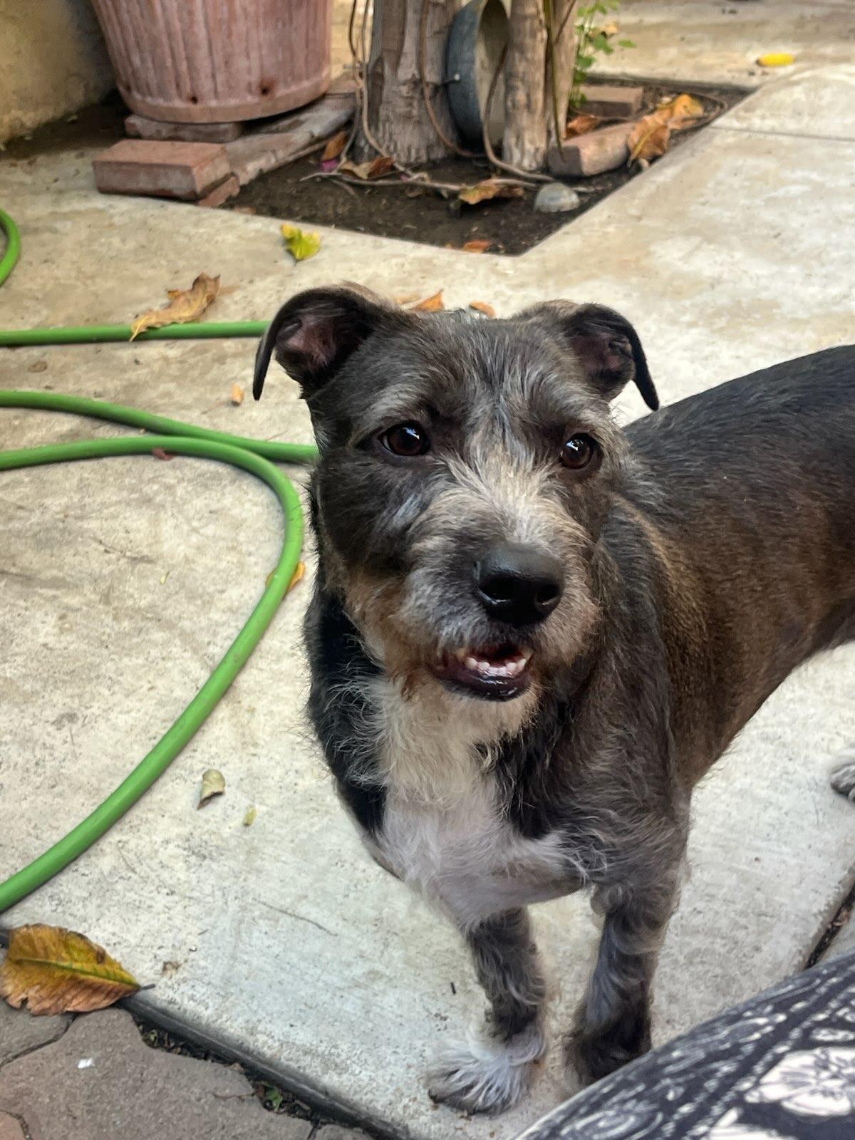 Bailey, Adopted, Adult Female Schnauzer.