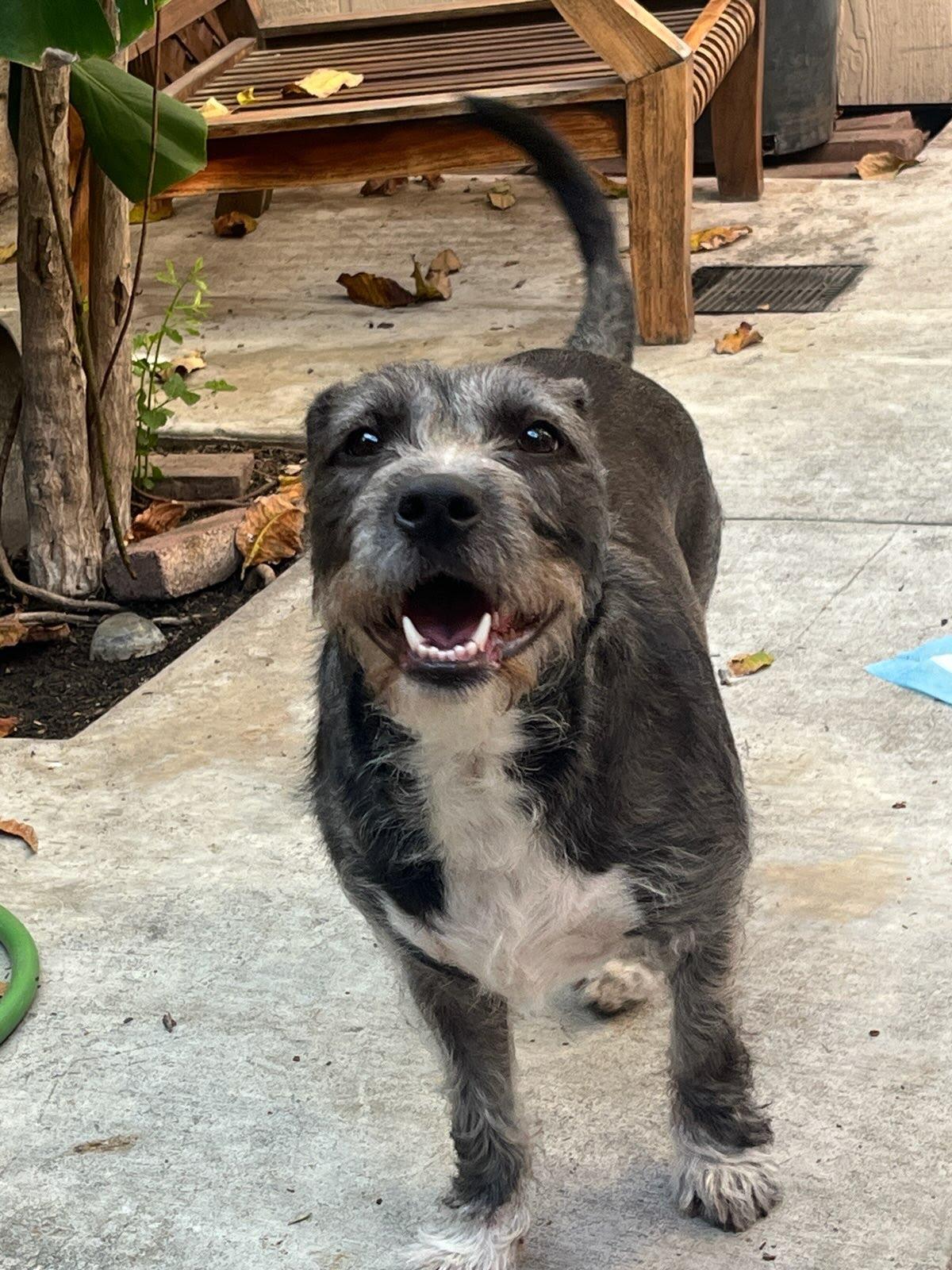Enlarge Bailey, a Adopted mixed breed in Tustin, CA image 2/2