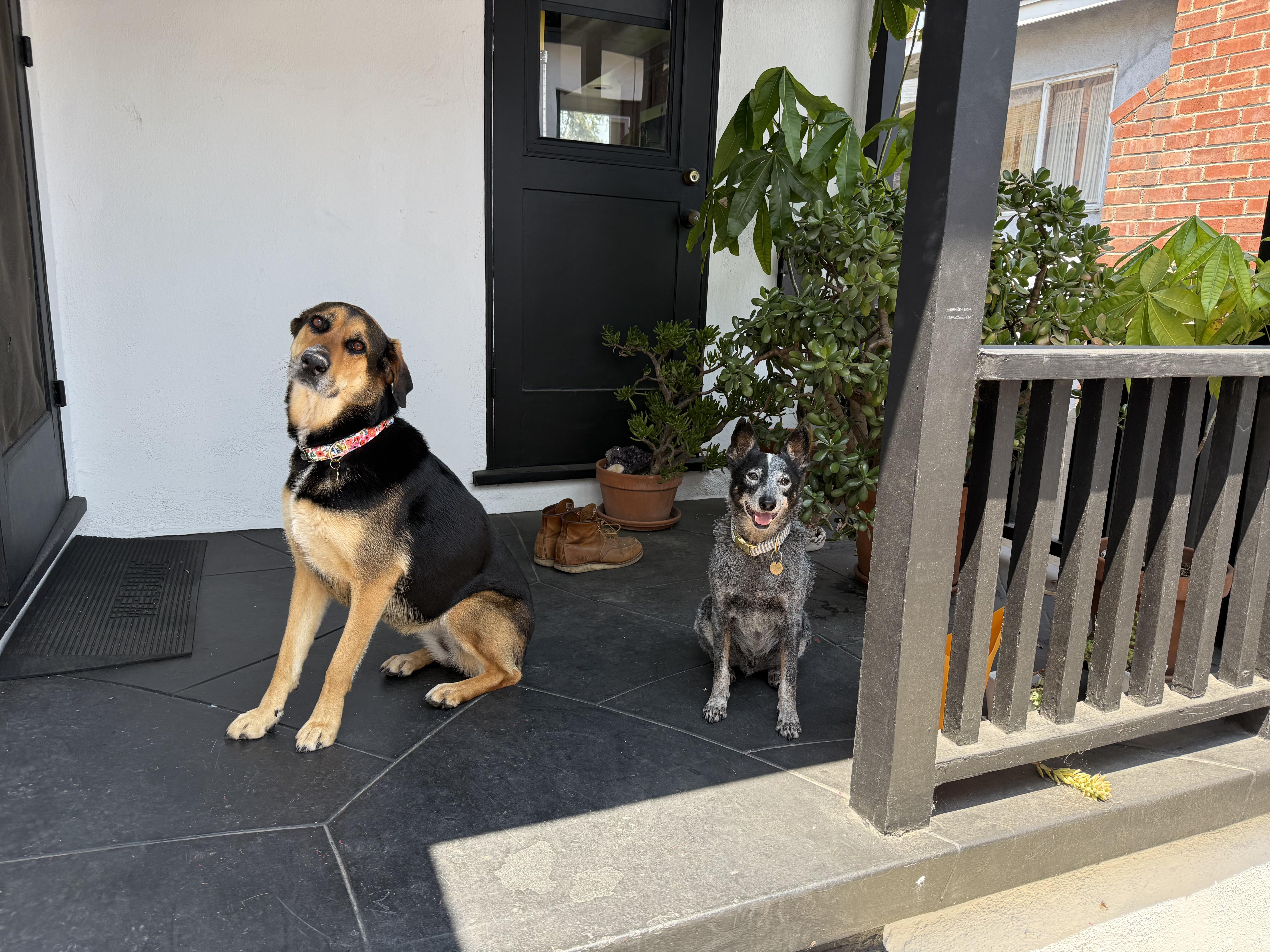 Enlarge Courtesy Listing THEA, a ADOPTABLE mixed breed in Los Angeles, CA image 1/5