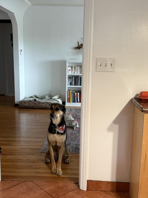 Enlarge Courtesy Listing THEA, a ADOPTABLE mixed breed in Los Angeles, CA image 4/5