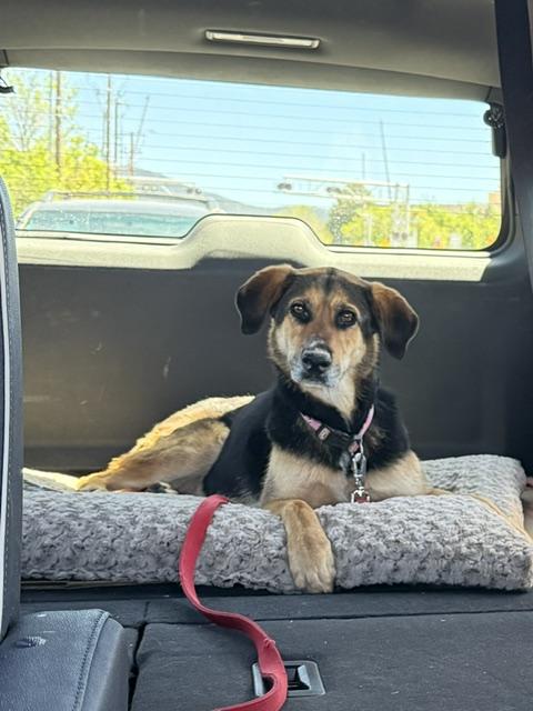 Enlarge Courtesy Listing THEA, a ADOPTABLE mixed breed in Los Angeles, CA image 3/5