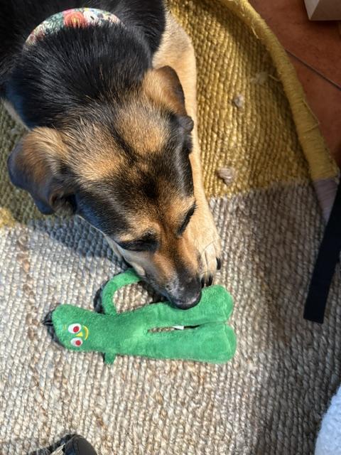 Enlarge Courtesy Listing THEA, a ADOPTABLE mixed breed in Los Angeles, CA image 5/5