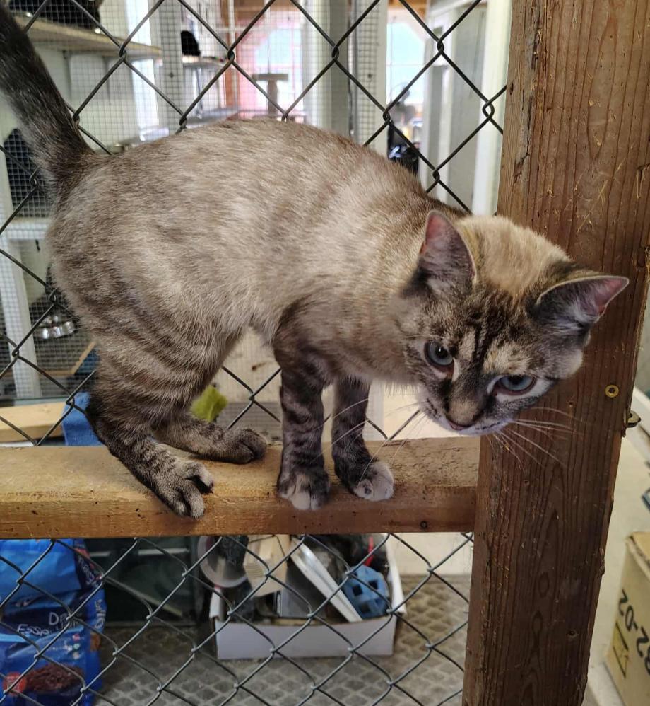 Ivory, Willow & Many Many More Cats!, Adoptable, Young Female Siamese.