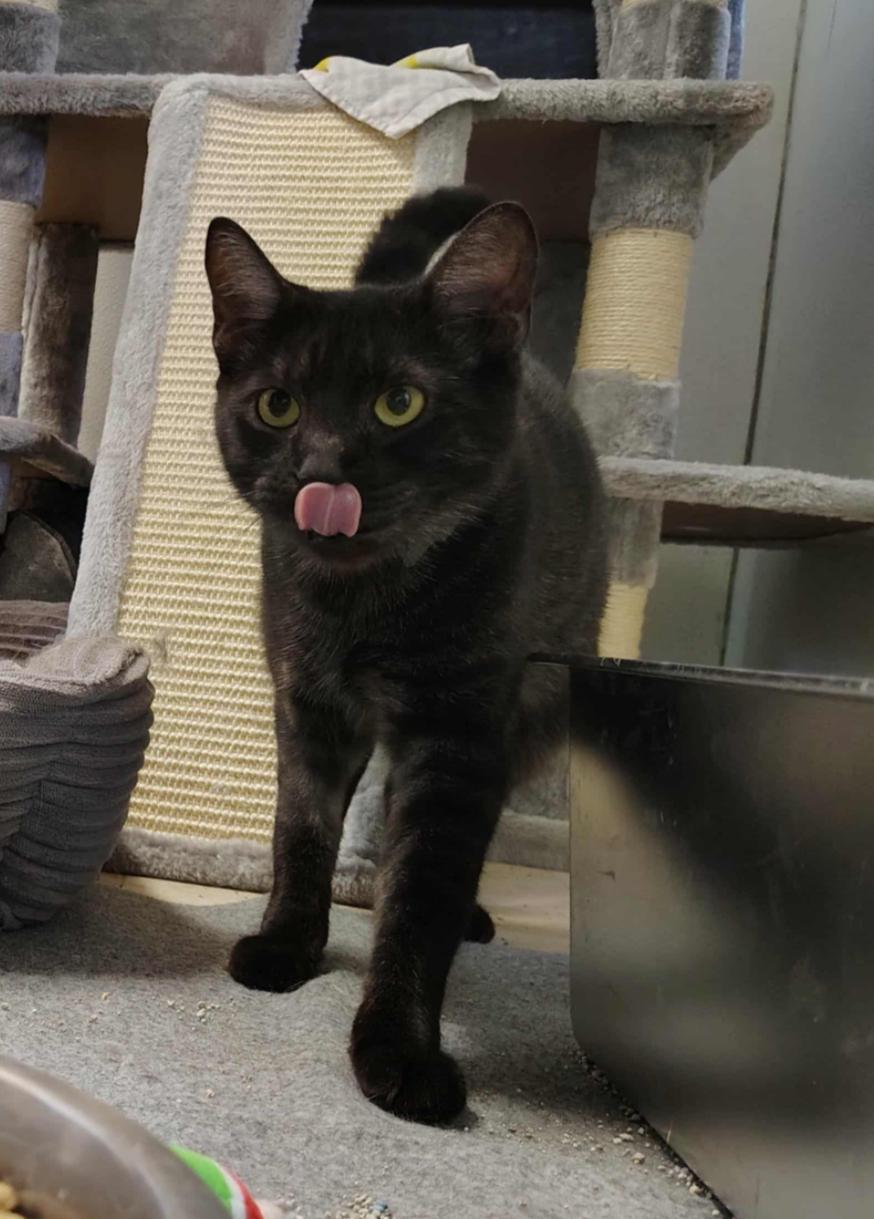 Ivory, Willow & Many Many More Cats!, a Adoptable mixed breed in Oldtown, MD image 2/6