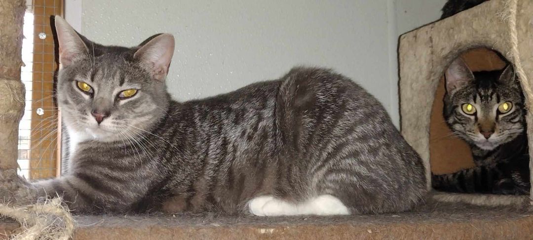 Many Many Cats!, Young Female Tabby