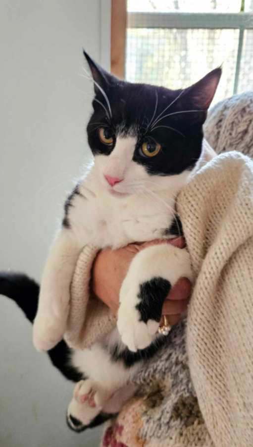 Ivory, Willow & Many Many More Cats!, a Adoptable mixed breed in Oldtown, MD image 4/6