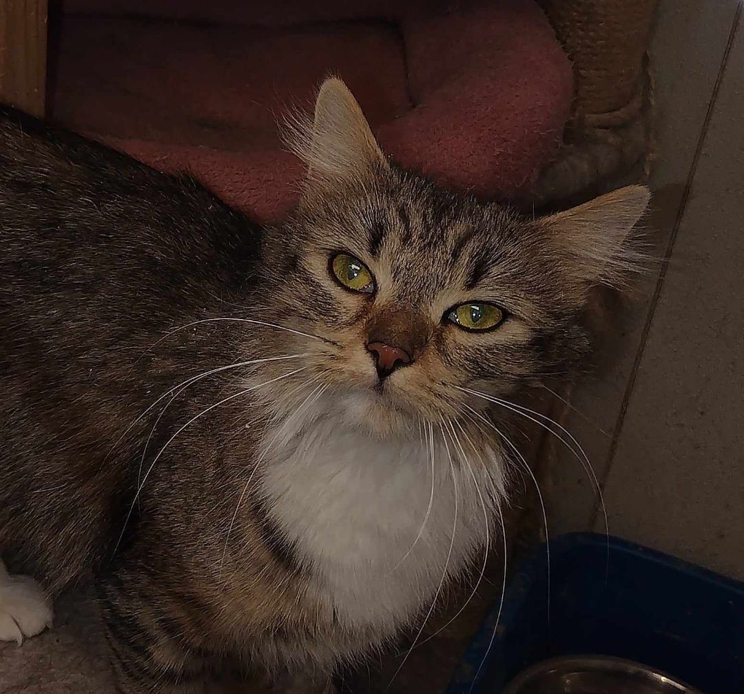 Ivory, Willow & Many Many More Cats!, a Adoptable mixed breed in Oldtown, MD image 5/6