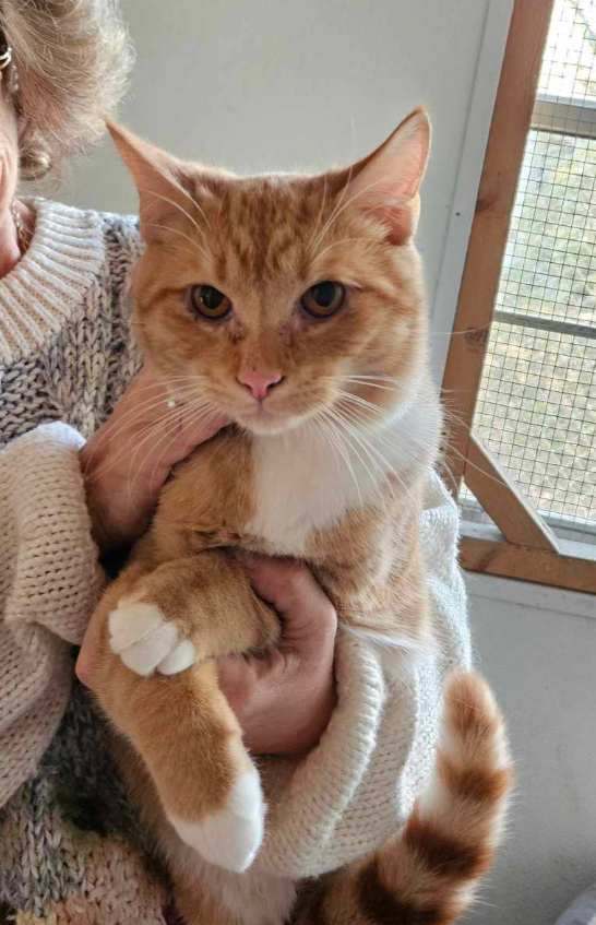 Ivory, Willow & Many Many More Cats!, a Adoptable mixed breed in Oldtown, MD image 6/6