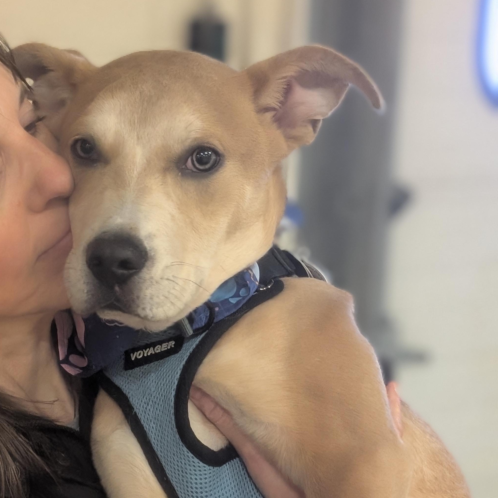 Enlarge Frankie , a ADOPTABLE mixed breed in Groton, CT image 2/5