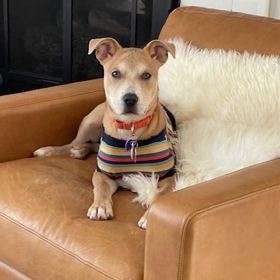 Frankie , ADOPTABLE, Puppy Male Labrador Retriever & American Staffordshire Terrier.