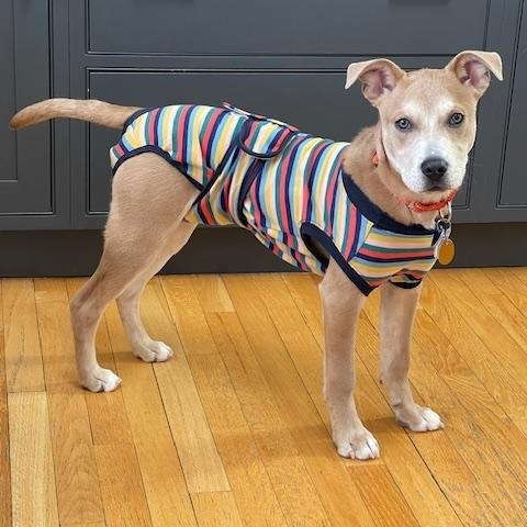 Enlarge Frankie , a ADOPTABLE mixed breed in New Haven, CT image 2/5