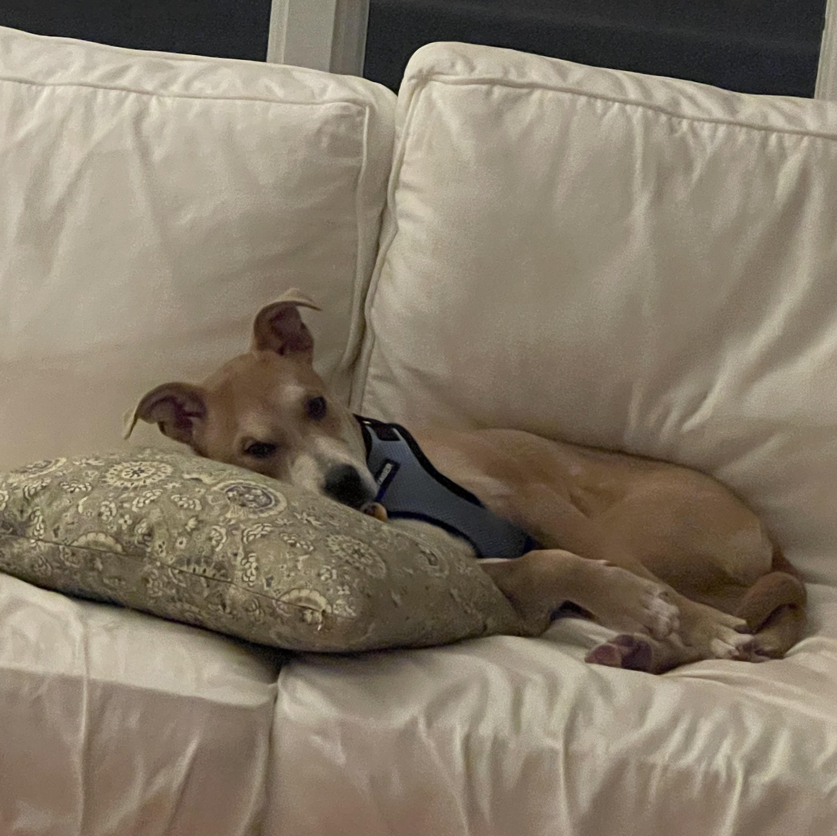 Enlarge Frankie , a ADOPTABLE mixed breed in New Haven, CT image 5/5