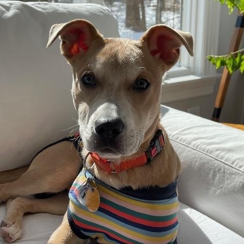 Enlarge Frankie , a ADOPTABLE mixed breed in New Haven, CT image 4/5