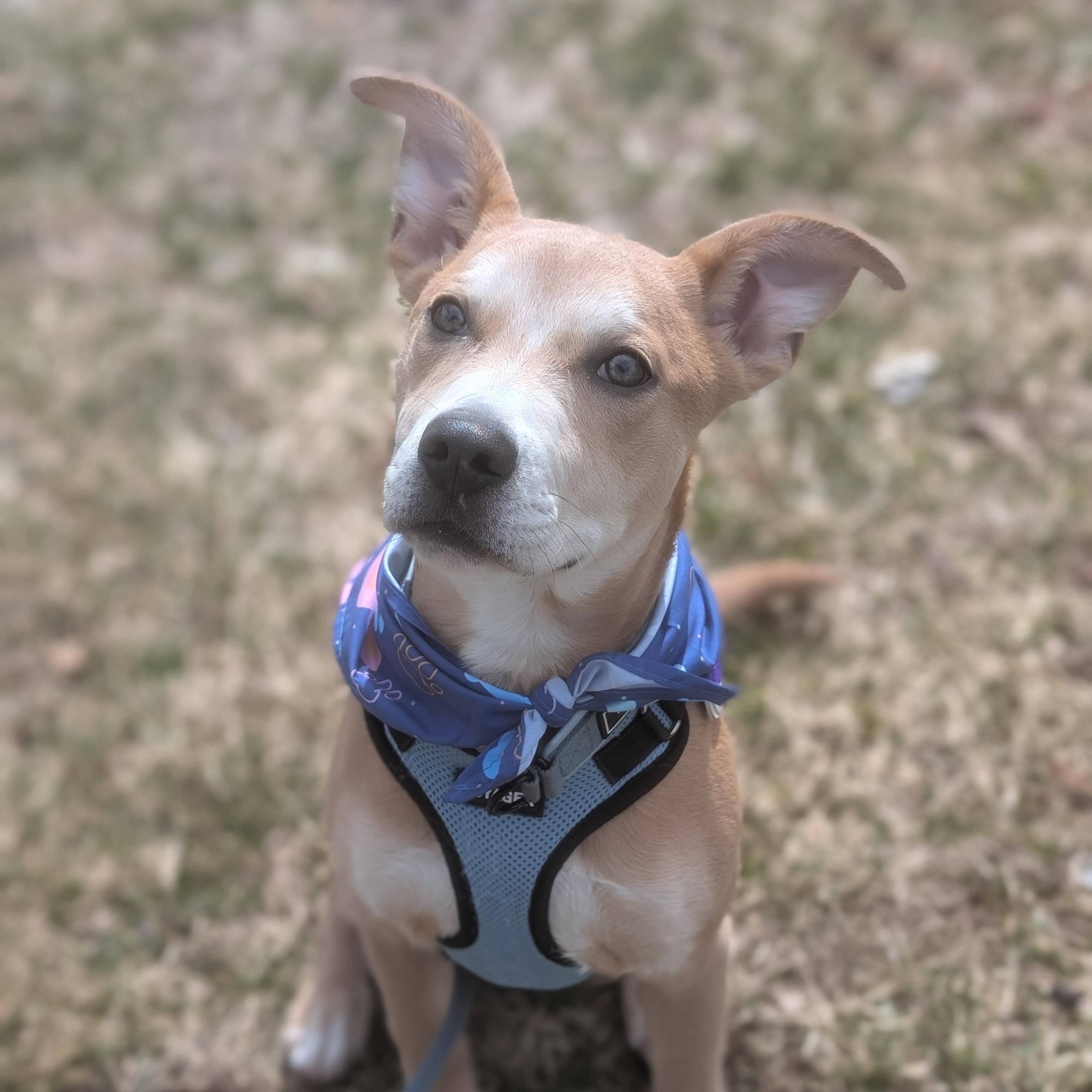 Frankie , ADOPTABLE, Puppy Male Labrador Retriever & American Staffordshire Terrier.
