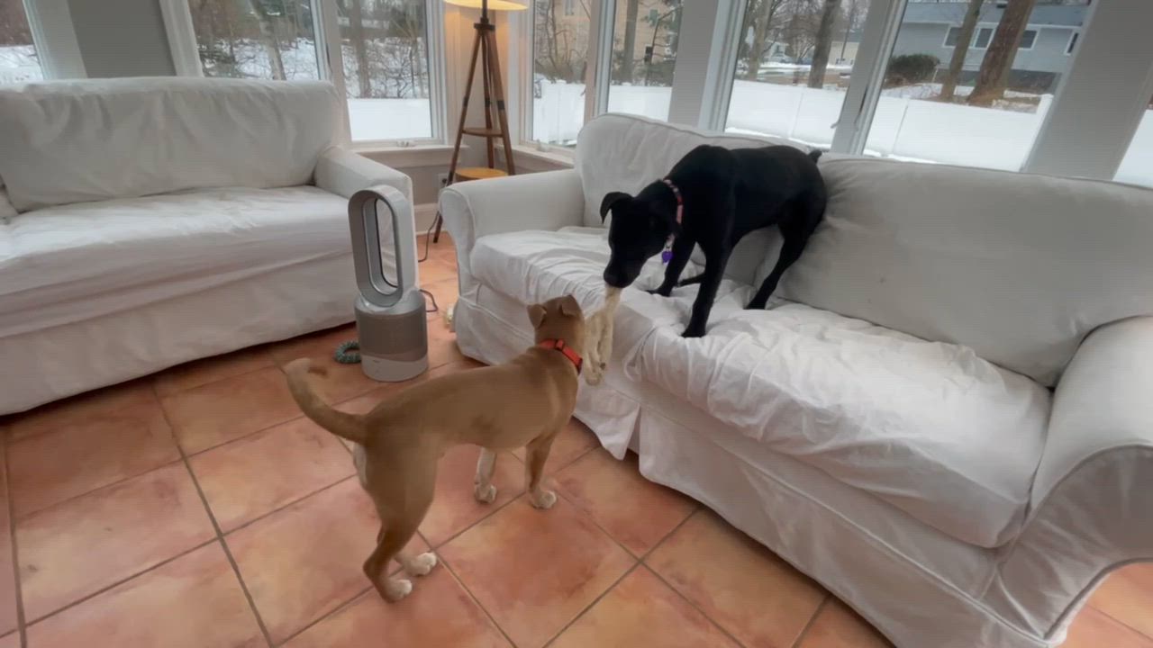 Enlarge Frankie , a ADOPTABLE mixed breed in Groton, CT video 5/5