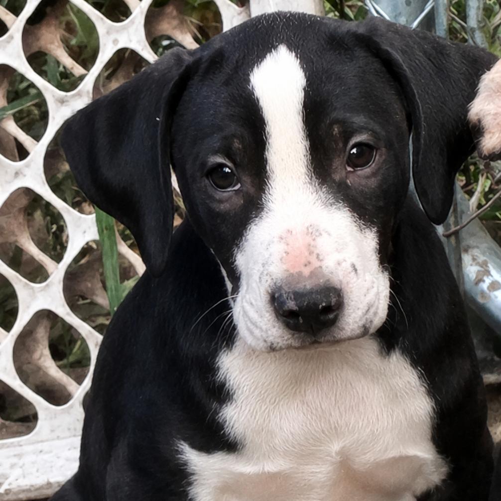 Enlarge Cass, a Adoptable mixed breed in Rogersville, MO image 2/2