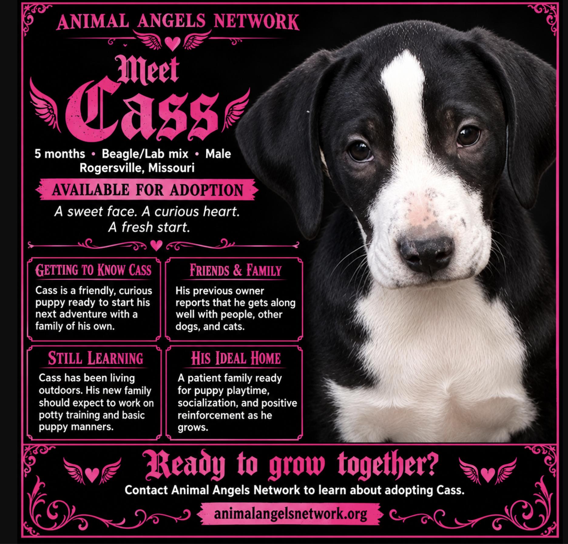 Enlarge Cass, a Adoptable mixed breed in Rogersville, MO image 1/2