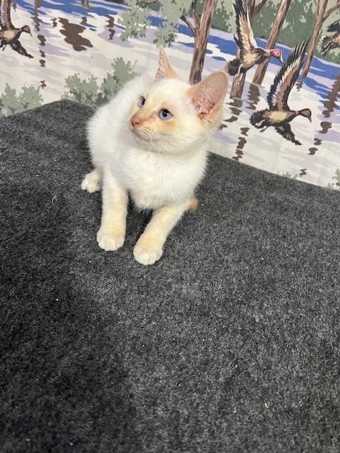 Enlarge Sporty, an adopted Siamese in Bedminster, NJ image 1/6