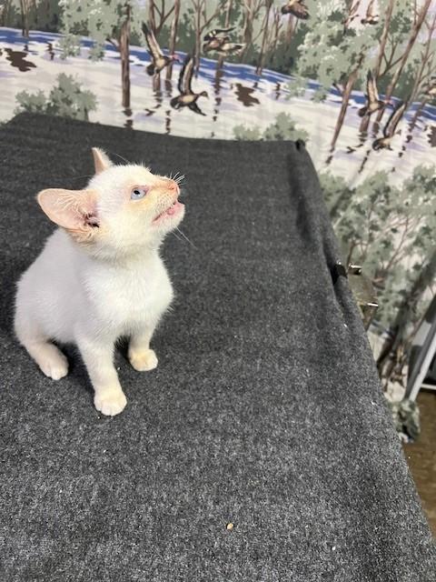 Enlarge Sporty, an adopted Siamese in Bedminster, NJ image 2/6