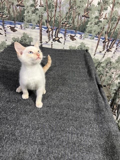 Enlarge Sporty, an adopted Siamese in Bedminster, NJ image 5/6